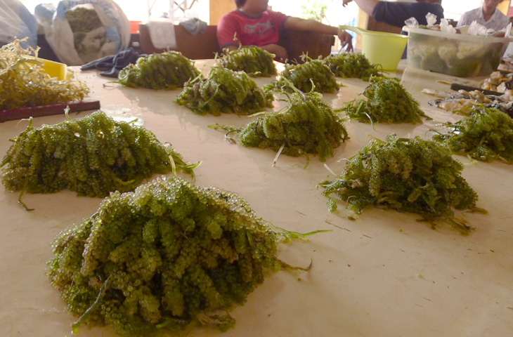 Seaweed at Tawau Fish Market