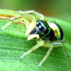 Black Spider