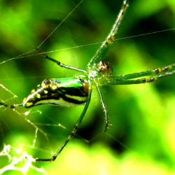 Green Spider