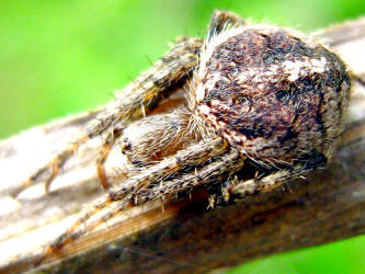 Hairy Spider