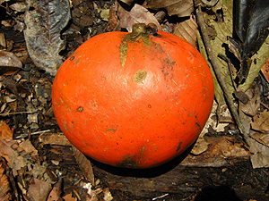 Wild Fruit in Bukit Gemok
