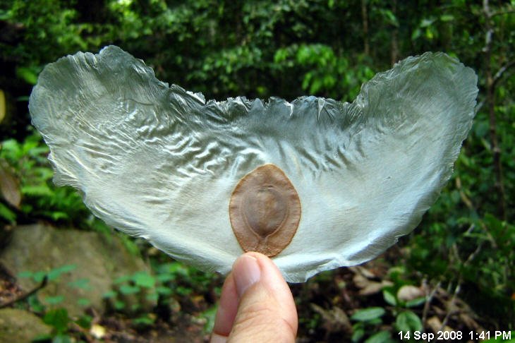 Alsomitra macrocarpa