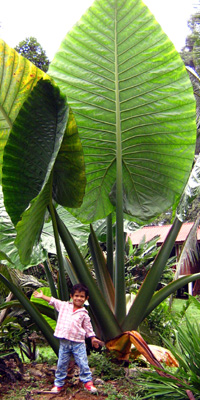 Exploring Mother Nature in Tawau Hills Park