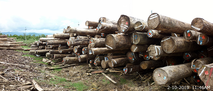 commercial wood in Malaysia