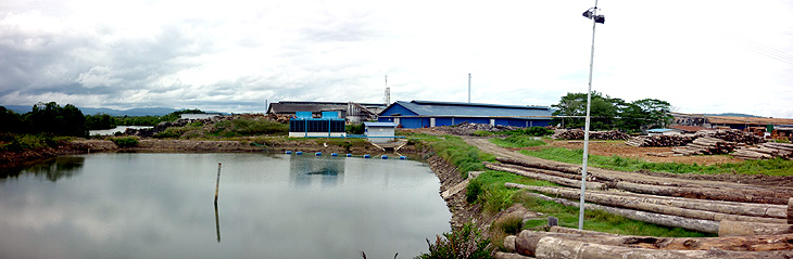 Timber of Sabah