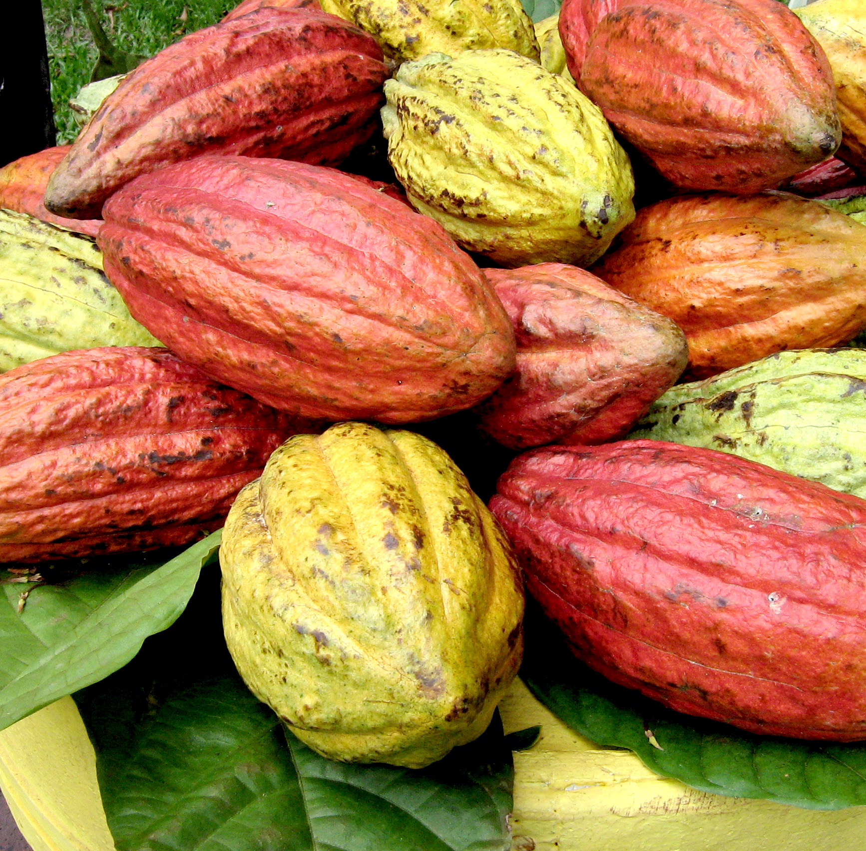 Cocoa Production