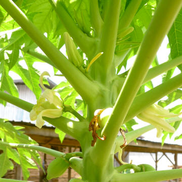 Flowers of a Female Papaya Tree