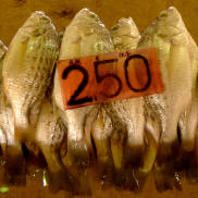 TAWAU  FISH  MARKET