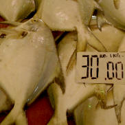 TAWAU  FISH  MARKET