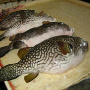 TAWAU  FISH  MARKET