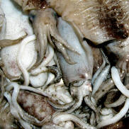 TAWAU  FISH  MARKET