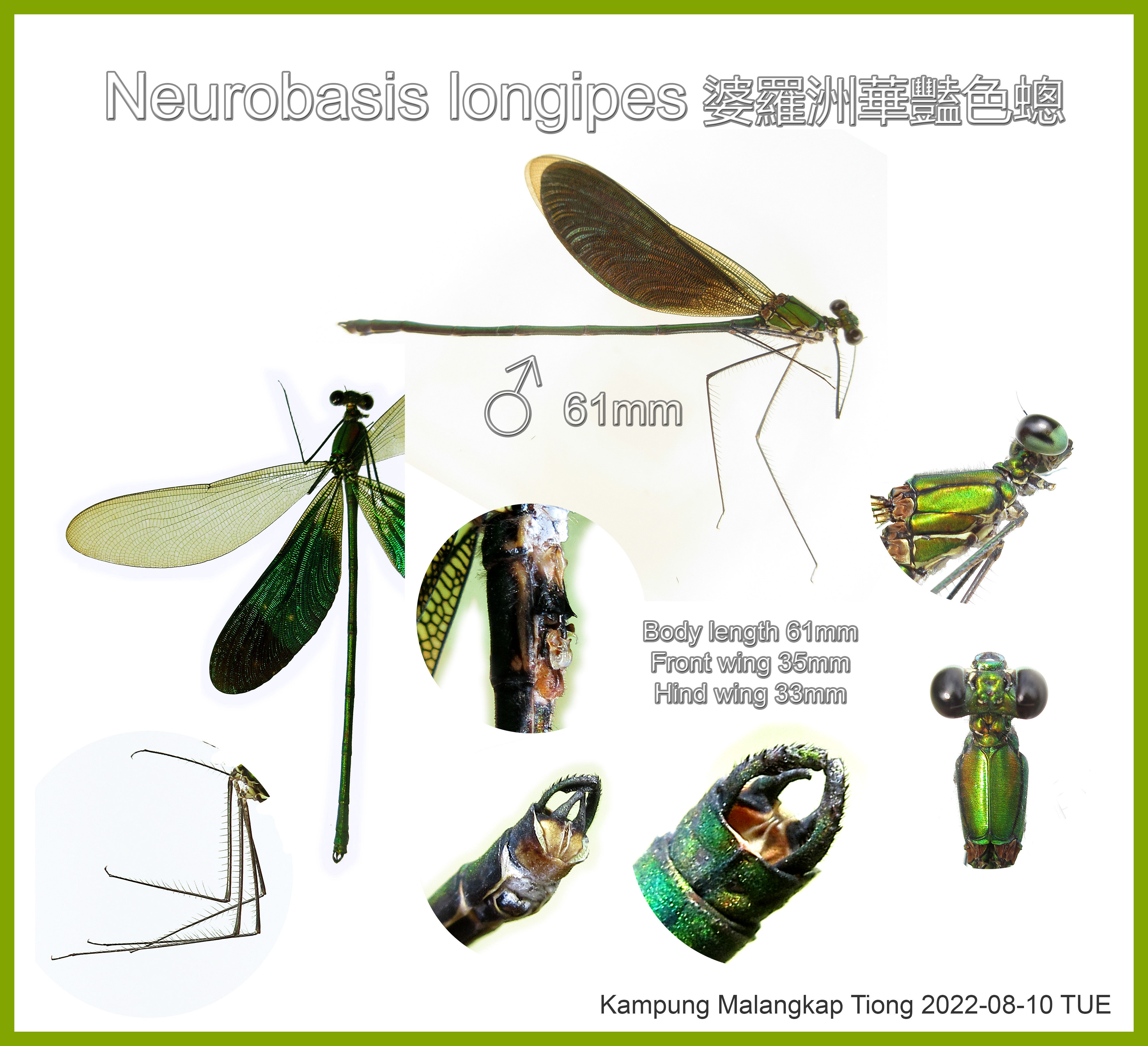 Identification Diagram 識別圖 of a male Neurobasis longipes