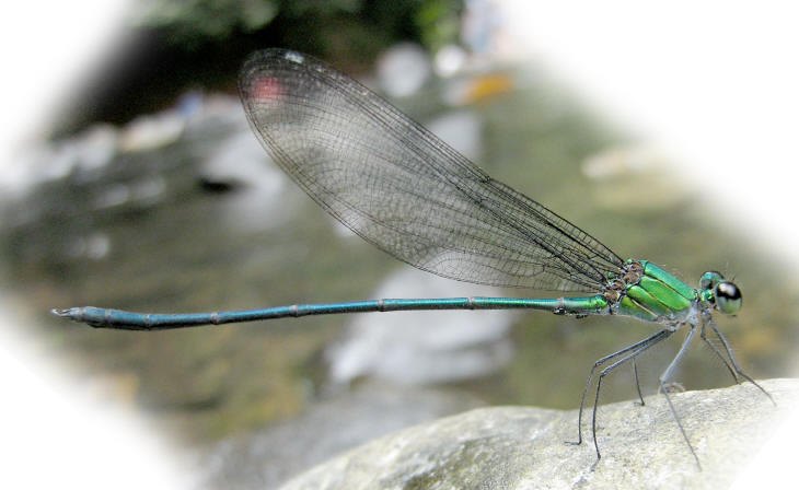 Family Calopterygidae