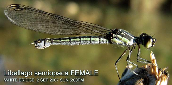 Libellago semiopaca FEMALE