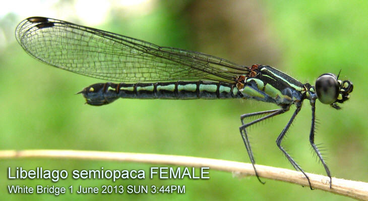 Libellago semiopaca FEMALE