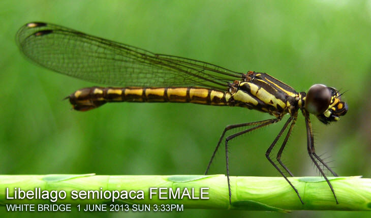 Libellago semiopaca FEMALE