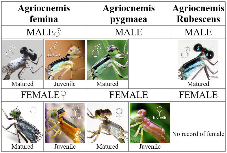 Genus Agriocnemis