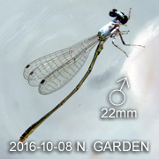 Agriocnemis femina oryzae matured male