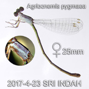 Agriocnemis pygmaea