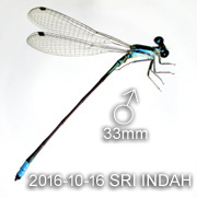 Agriocnemis rubescens 藍唇黑蟌