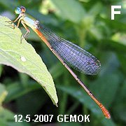 Ceriagrion cerinorubellum (Brauer, 1865)