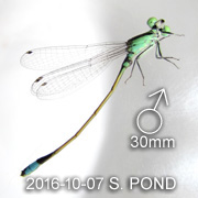 Ischnura senegalensis&nbsp; MALE