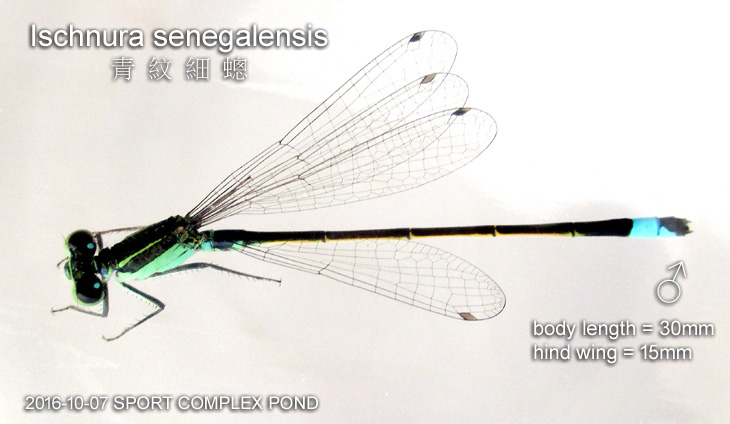 Ischnura senegalensis MALE 青紋細蟌