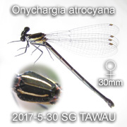 Onychargia atrocyana