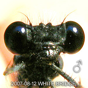 An old male Elattoneura coomansi.