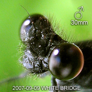 A matured male Elattoneura coomansi.