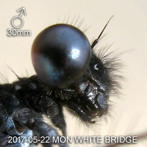 Elattoneura coomansi