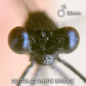 Elattoneura coomansi