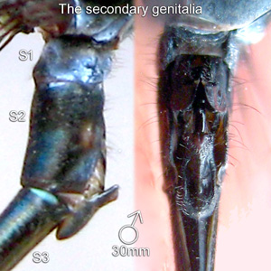 The secondary genitalia of a male Elattoneura coomansi damselfly.