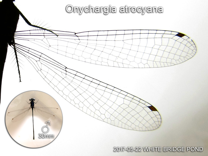 Wing of a male Elattoneura coomansi 