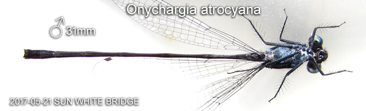Ventral view of a male Elattoneura coomansi in Borneo