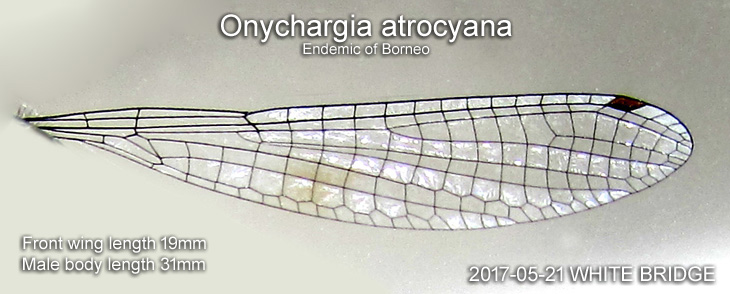 Front wing of a male Elattoneura coomansi of Borneo