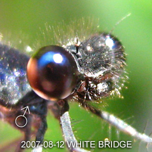An young male Elattoneura coomansi.