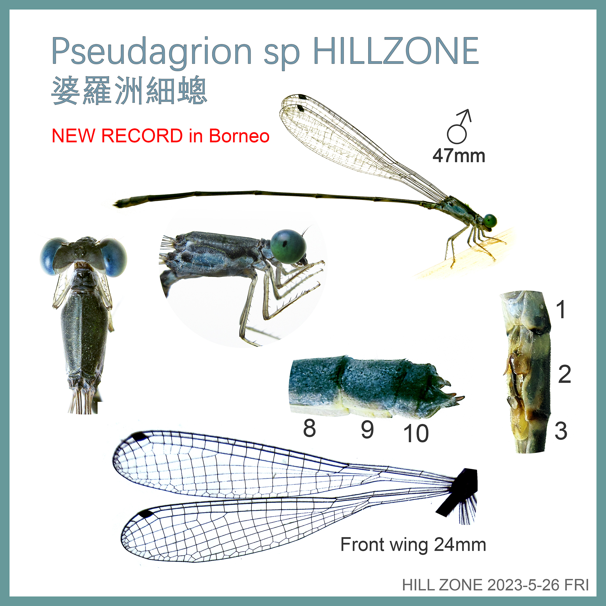 Pseudagrion sp HILLZONE 婆羅洲細蟌