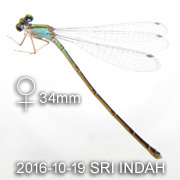 Pseudagrion microcephalum&nbsp; female