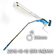 Pseudagrion microcephalum&nbsp; male