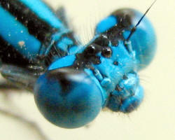 Blue head, Blue face and eyes are Blue too.