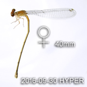 Pseudagrion pilidorsum female