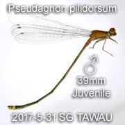 Pseudagrion pilidorsum
