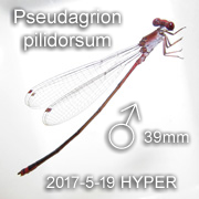 Pseudagrion pilidorsum