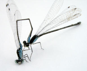 male anal appendage hold on tight onto the female�s pro-thorax.