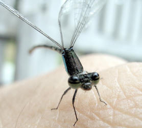 Xiphiagrion cyanomelas 