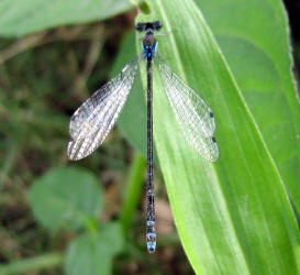 Xiphiagrion cyanomelas 