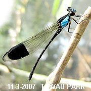 Euphaea impar (Selys, 1859)