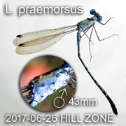 Lestes praemorsus