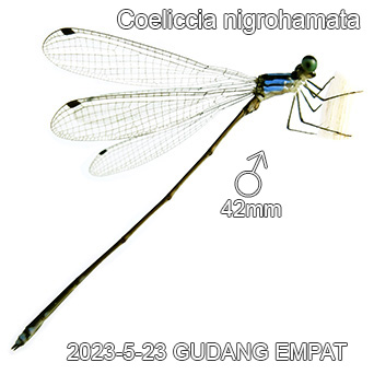Coeliccia nigrohamata